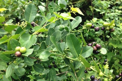 Cây dược liệu cây Cam rừng, Tiểu quật một lá - Atalantia monophylla (DC.), Correa