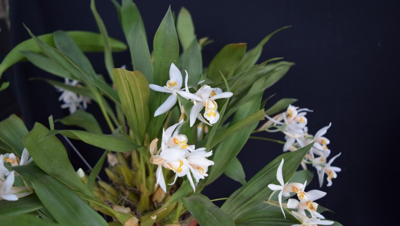 Cây dược liệu cây Thanh đạm ngù, Hoàng lạc chấm, Tản phòng bối mẫu lan - Coelogyne punctulata Lindl. (C. corymbosa Lindl.)