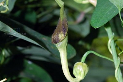 Cây dược liệu cây Thanh mộc hương, Bội xà sinh - Aristolochia tuberosa C.F. Liang et S.M. Hwang ex Liang