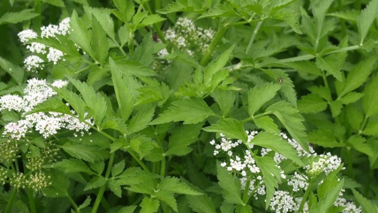 Cây dược liệu cây Cần, Rau cần - Oenanthe javanica (Blume) DC