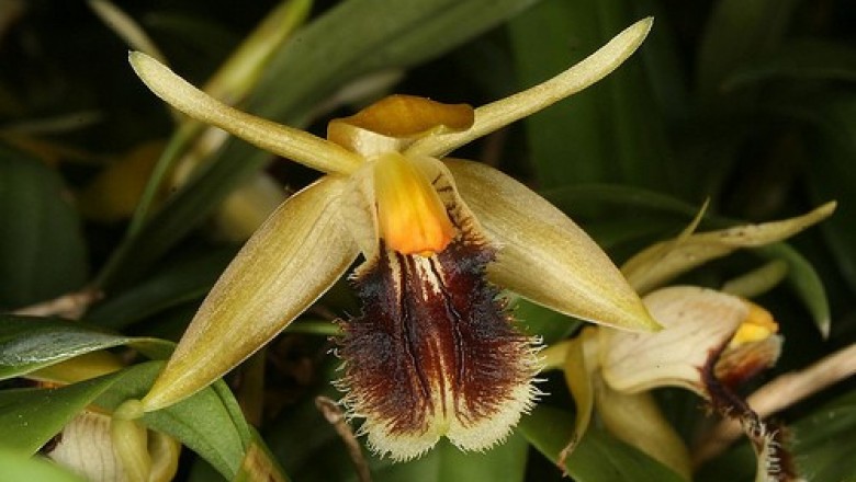 Cây dược liệu cây Thanh đạm rìa, Lưu tô bối mẫu lan - Coelogyne fimbriata Lindl