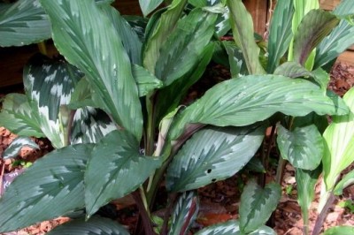 Cây dược liệu cây Cẩm địa la, Ngải máu, Ngán trắng - Kaempferia rotunda L