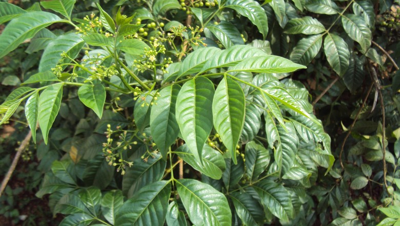 Cây dược liệu cây Cà muối, Dọc khế, Giáng lệ - Cipadessa baccifera (Roth) Miq