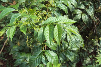 Cây dược liệu cây Cà muối, Dọc khế, Giáng lệ - Cipadessa baccifera (Roth) Miq