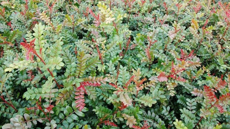 Cây dược liệu cây Thanh hương, Bitát - Pistacia weinmannifolia J. Poiss. ex Franch