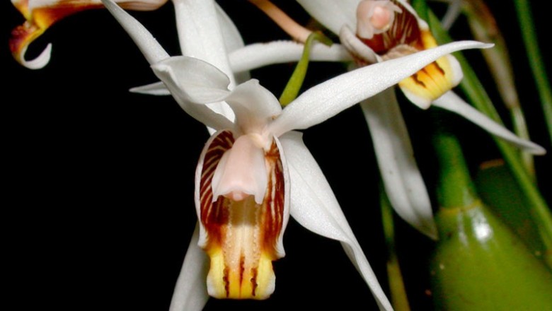 Cây dược liệu cây Thanh đạm nhớt - Coelogyne viscosa Rchb. f