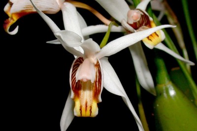 Cây dược liệu cây Thanh đạm nhớt - Coelogyne viscosa Rchb. f