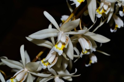 Cây dược liệu cây Thanh đạm mềm, Lật lân bối mẫu lan - Coelogyne flaccida Lindl. ex Wall