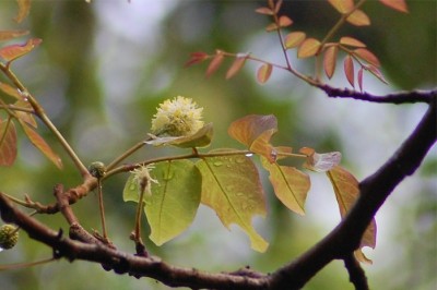 Cây dược liệu cây Căm xe - Xylia xylocarpa (Roxb.) Taub var. dolabriformis Benth