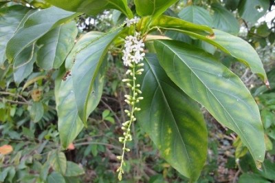 Cây dược liệu cây Cầm mộc, Nhội đàn - Citharexylum spinosum L