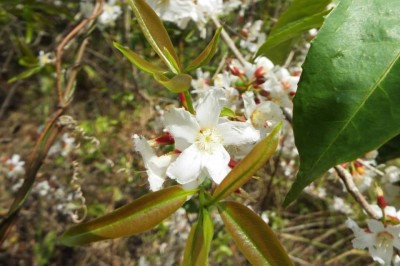 Cây dược liệu cây Thành ngạnh đẹp - Cratoxylon formosum (Jack) Dyer ssp, praniflorum (Kunz) Gogelein