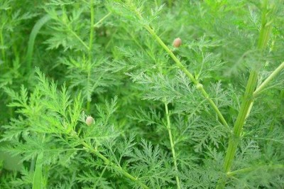 Cây dược liệu cây Thanh hao, Hương hao, Thanh cao ngò - Artemisia apiacea Hance ex Walp. (A. caruifolia Buch. - Ham.)