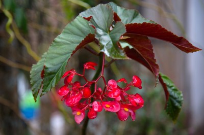 Cây dược liệu cây Rau chua, Thu hải đường trên đá - Begonia rupicola Miq