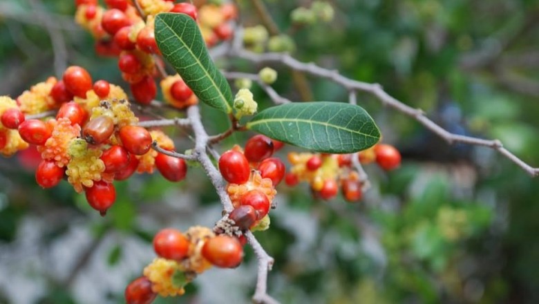 Cây dược liệu cây Duối leo, Duối dây - Trophis scandens (Lour.) Hook. et Arn. (Malaixia scandens (Lour.) Planch.)