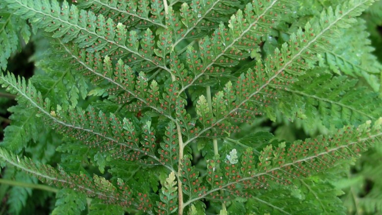 Cây dược liệu cây Ráng vi lân nhám - Microlepia strigosa (Thunb) Presl (Trichomanes strigosa Thunb)