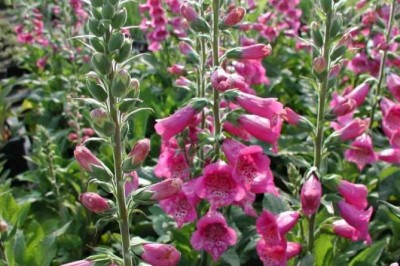 Cây dược liệu cây Dương địa hoàng - Digitalis purpurea L