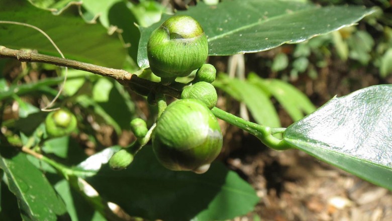 Cây dược liệu cây Duối Ô rô, Cây gai quít, Duối núi - Streblus ilicifolius (Vidal) Corner (Taxotrophis ilicifolius Vidal)