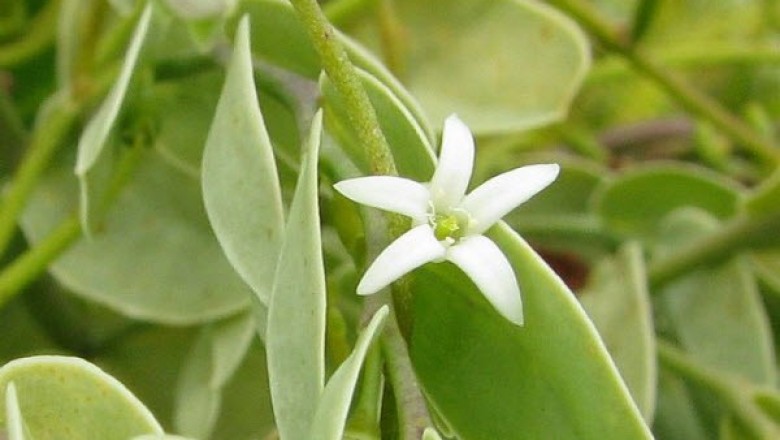 Cây dược liệu cây Dương đầu tà hay Mao trật - Olax obtusa Blume