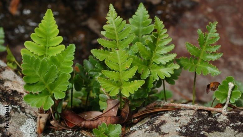 Cây dược liệu cây Ráng thổ xỉ bò, Cây vỉ ruồi - Humata repens (L. f) Diels (Adiantum repens L.f)