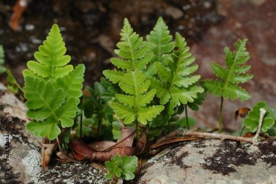 Cây dược liệu cây Ráng thổ xỉ bò, Cây vỉ ruồi - Humata repens (L. f) Diels (Adiantum repens L.f)