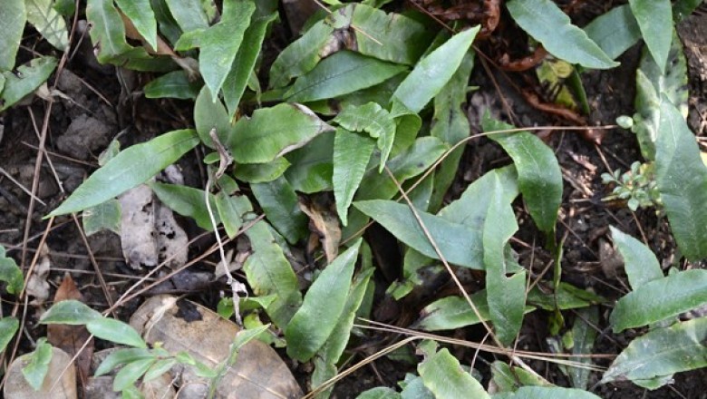 Cây dược liệu cây Ráng song quần lá đơn - Diplazium subsinuatum (Wall ex Hook et Crév) Tagawa (Asplenium subsinuatum Wall ex Hook et Grév. D lanceum (Thunb) Pres)