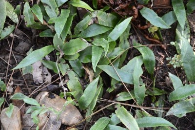 Cây dược liệu cây Ráng song quần lá đơn - Diplazium subsinuatum (Wall ex Hook et Crév) Tagawa (Asplenium subsinuatum Wall ex Hook et Grév. D lanceum (Thunb) Pres)