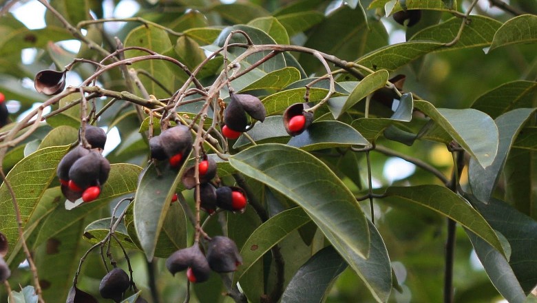 Cây dược liệu cây Ràng ràng Ford, Cây xa - Ormosia fordiana Oliver