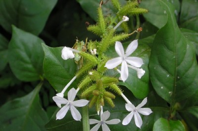 Cây dược liệu cây Đuôi công hoa trắng, Bạch hoa xà, Cây lá đinh - Plumbago zeylanica, L