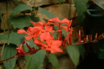 Cây dược liệu cây Đuôi công hoa đỏ, Xích hoa xà - Plumbago indica L