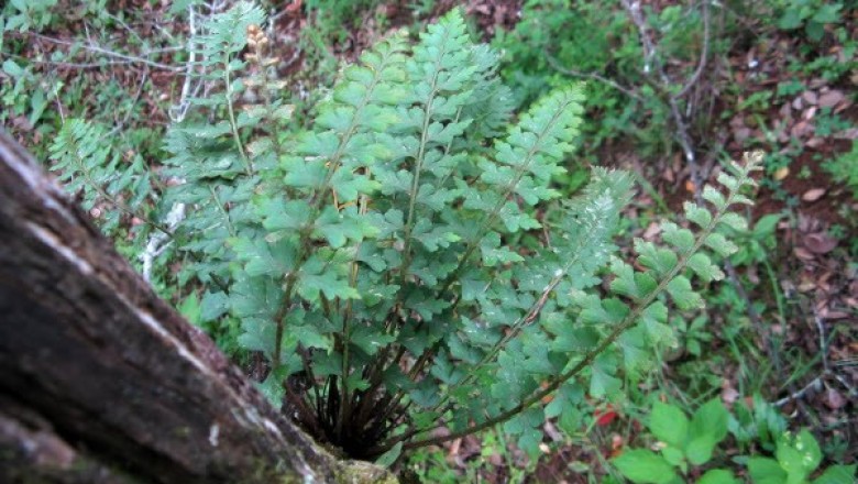 Cây dược liệu cây Ráng can xỉ thân có lông - Asplenium crinicaule Hance
