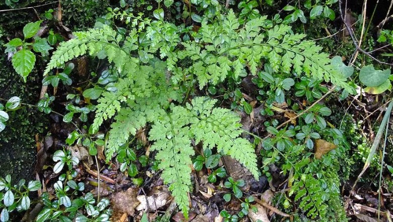 Cây dược liệu cây Ráng can xỉ lá nhỏ, Thiết giác lá nhỏ - Asplenium varians Wall ex Hook et Grev