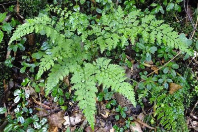 Cây dược liệu cây Ráng can xỉ lá nhỏ, Thiết giác lá nhỏ - Asplenium varians Wall ex Hook et Grev