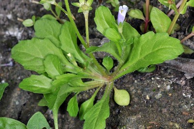 Cây dược liệu cây Rau đắng lá lớn - Mazus pumilus (Burm f) van Steemis (M. rugosus Lour M. japonicus (Thunb) Kuntze) 