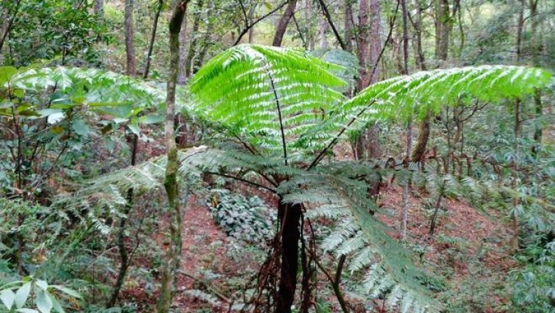 Cây dược liệu cây Ráng tiên toạ gai nhỏ, Dương xỉ mộc gai nhỏ- Cyathea spinulosa Wall, ex Hook (Alsophila spinulosa (Wall ex Hook) Troyen)