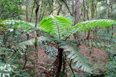 Cây dược liệu cây Ráng tiên toạ gai nhỏ, Dương xỉ mộc gai nhỏ- Cyathea spinulosa Wall, ex Hook (Alsophila spinulosa (Wall ex Hook) Troyen)