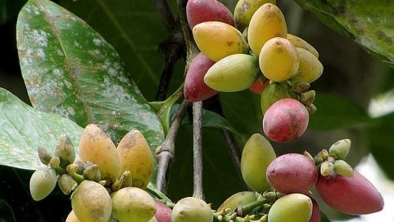 Cây dược liệu cây Rau bép, Rau danh, Bét, Cắm - Gnetum gnemon L