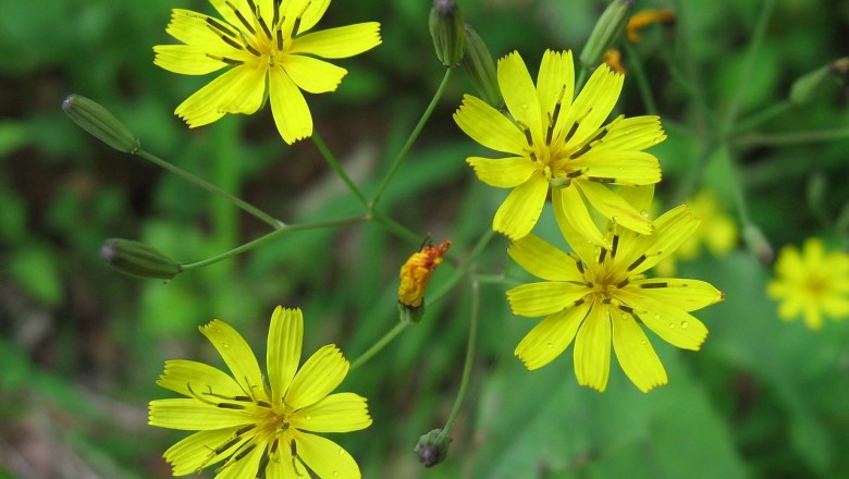 Cây dược liệu cây Rau diếp đắng lá răng, Kim anh răng, Sí duyên khổ mại - Ixeris dentata (Thunb) Nakai