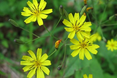 Cây dược liệu cây Rau diếp đắng lá răng, Kim anh răng, Sí duyên khổ mại - Ixeris dentata (Thunb) Nakai