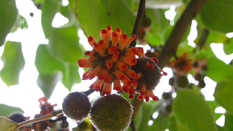 Cây dược liệu cây Dướng nhỏ, Dướng leo - Broussonetia kazinoki Sieb. et Zucc