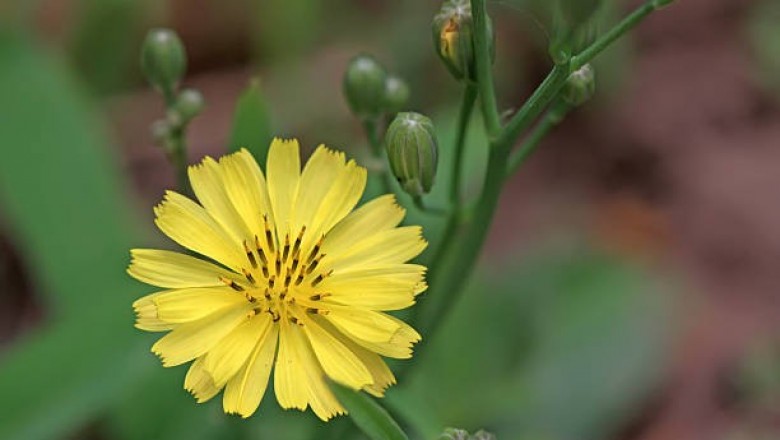 Cây dược liệu cây Rau diếp đắng - Ixeris denticulata (Hoult) Stebb