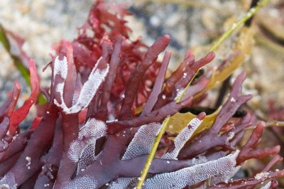 Cây dược liệu cây Rau câu dẹp - Gracilaria textorii (Sur) J .Agardli