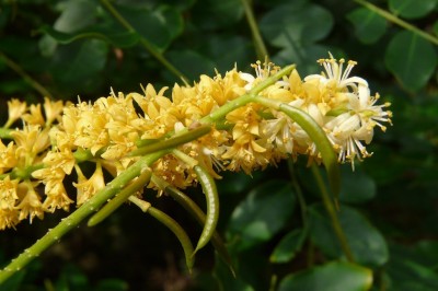 Cây dược liệu cây Ràng ràng, Muồng nước, Cây chi chi - Adenanthera pavonina L. var. microsperna (Teijsm et Binn) I. Nielsen