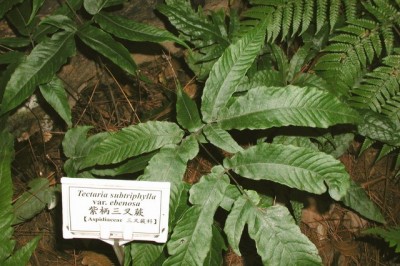 Cây dược liệu cây Ráng yểm dực rỗ, Cây mái rỗ - Tectaria variolosa (v. A.v.R) C Chr