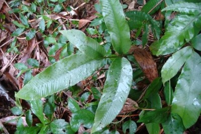 Cây dược liệu cây Ráng song quần, Song cái quyết - Diplazium donianum Tard Blot