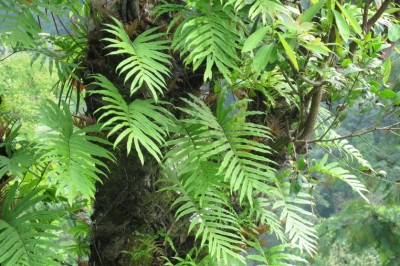 Cây dược liệu cây Ráng đuôi phụng gần, Cốt toái bổ - Drynaria propinqua (Wall ex Mett) J Sm (Polypodium propiquum Wall ex Mett)