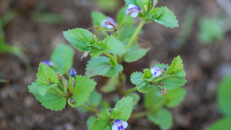 Cây dược liệu cây Răng cưa lá rộng, Mẫu thảo lá rộng, Lữ đằng đồng tiền, Khoan diệp mẫu thảo - Lindernia nummularifolia (D. Don) Wettst. (Vandellia nummularifolia D. Don)