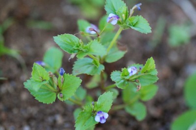Cây dược liệu cây Răng cưa lá rộng, Mẫu thảo lá rộng, Lữ đằng đồng tiền, Khoan diệp mẫu thảo - Lindernia nummularifolia (D. Don) Wettst. (Vandellia nummularifolia D. Don)