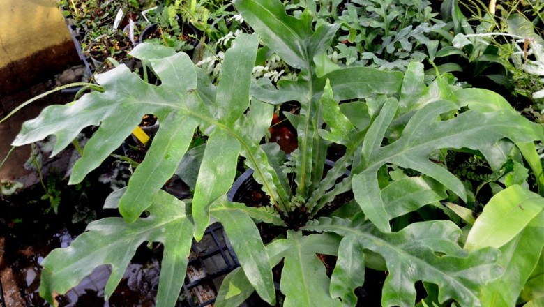 Cây dược liệu cây Ráng yểm dực cánh, Cây mái cánh - Tectaria decurrens (Prest) Copel