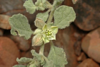Cây dược liệu cây Rau đắng lông. Rú pa - Glinus lotoides L (Mollugo lotoides (L) C.B. Clarke