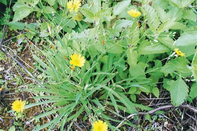 Cây dược liệu cây Rau diếp đắng lá nhỏ, Cúc đắng, Kim anh mảnh - Ixeris gracilis (DC) Stebb (Lactuca gracilis (Wall) DC) 